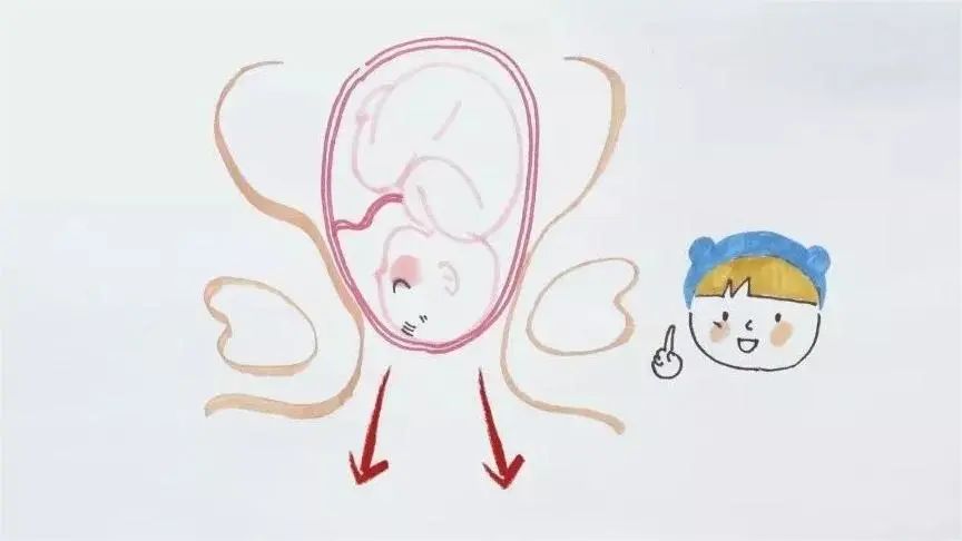 恥骨聯合4.jpg